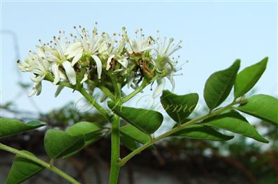  Inflorescence (Corymbose cymes)